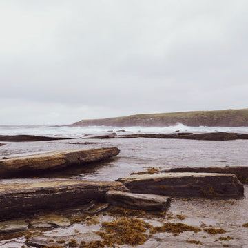 Wild About Argyll
