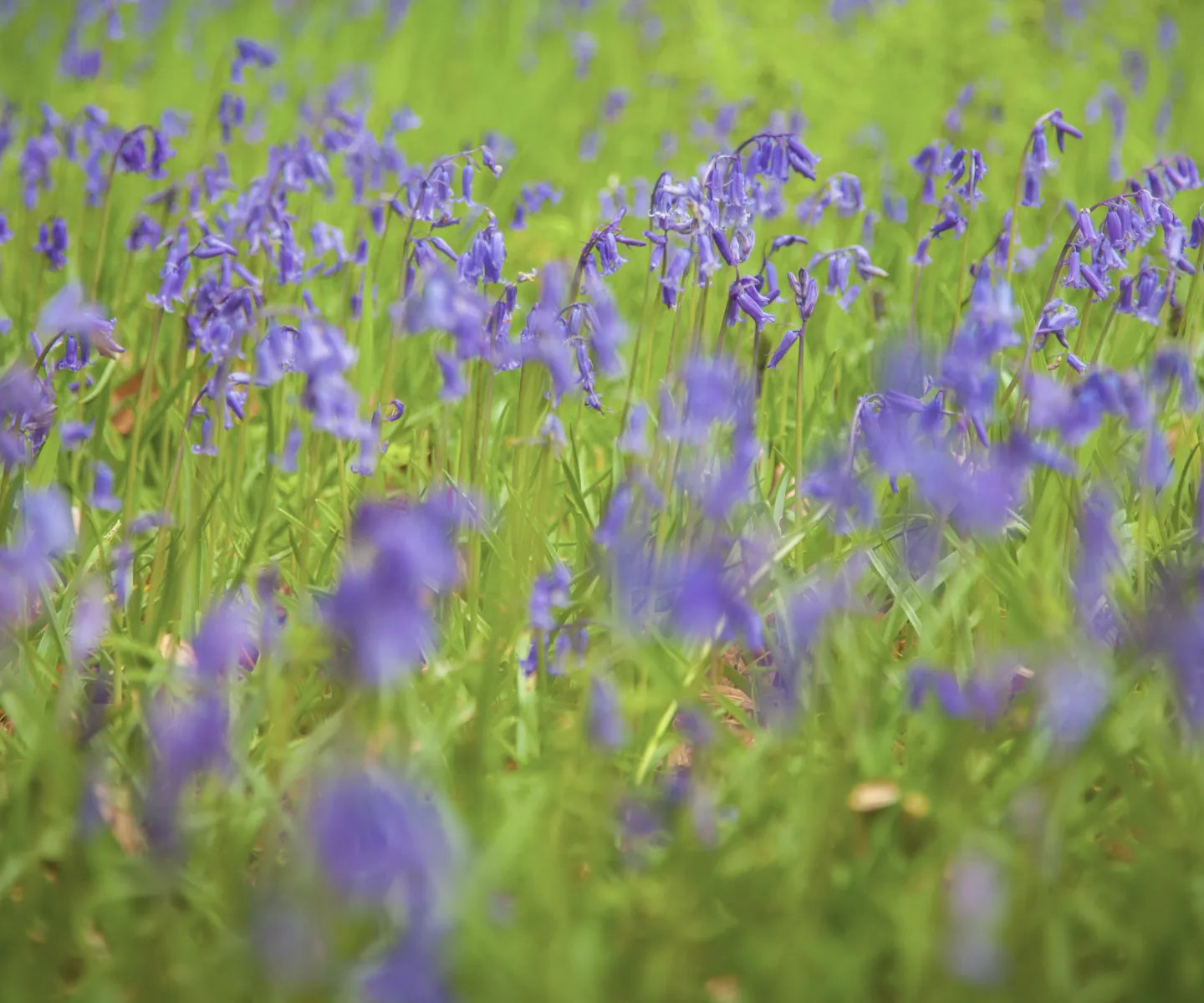 Bluebells