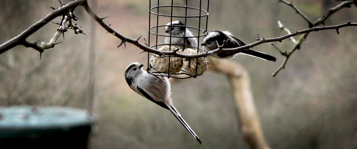 The Joy of Birds