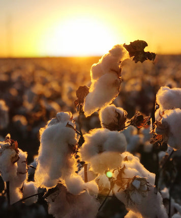 What Is Regenerative Cotton? Benefits, Challenges & Alpkit’s 2027 Plan