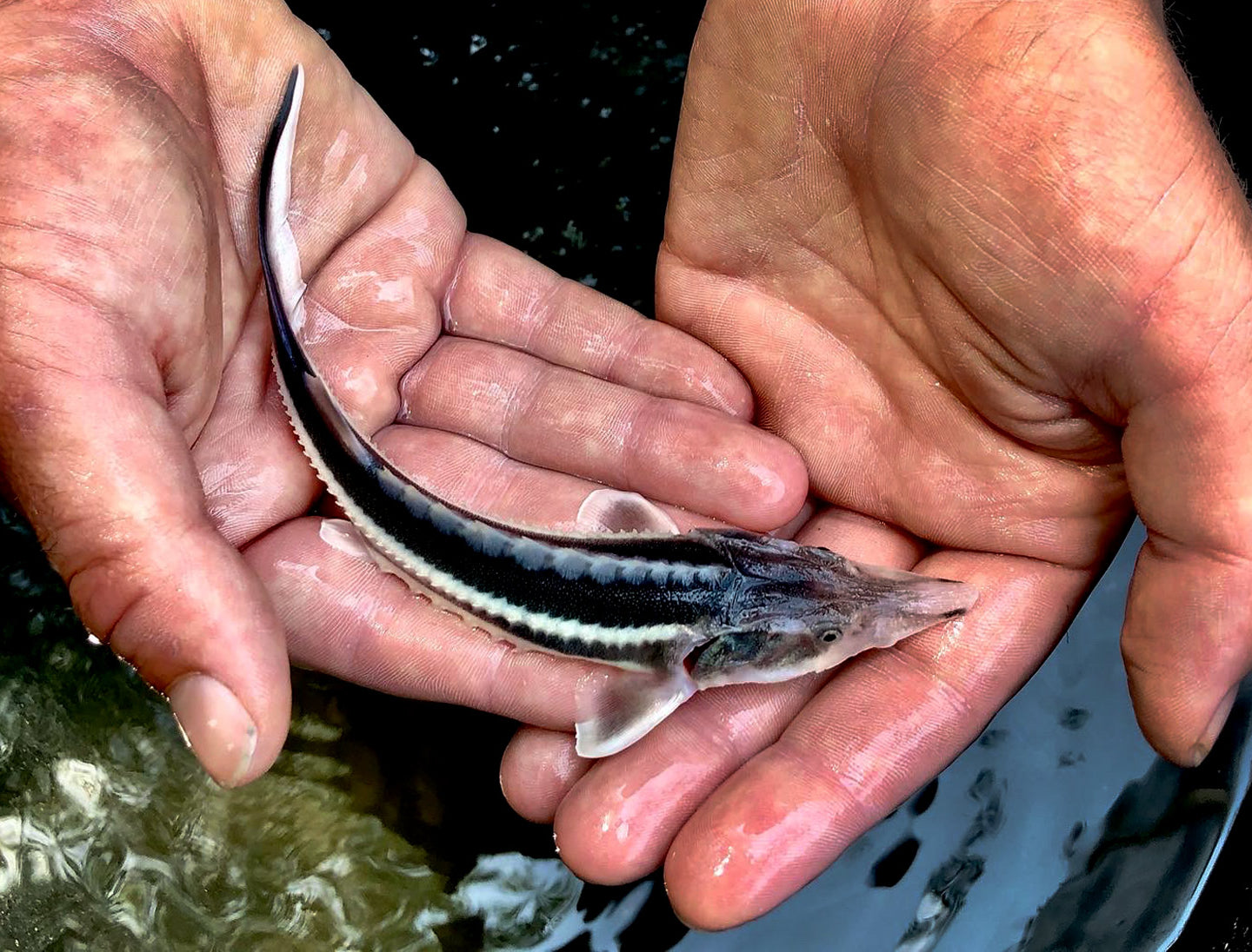 Cycle for Sturgeon